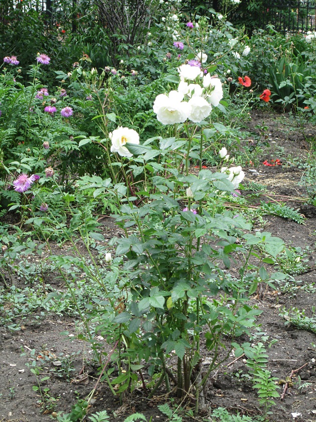 В Крыму цветут розы - фото 13