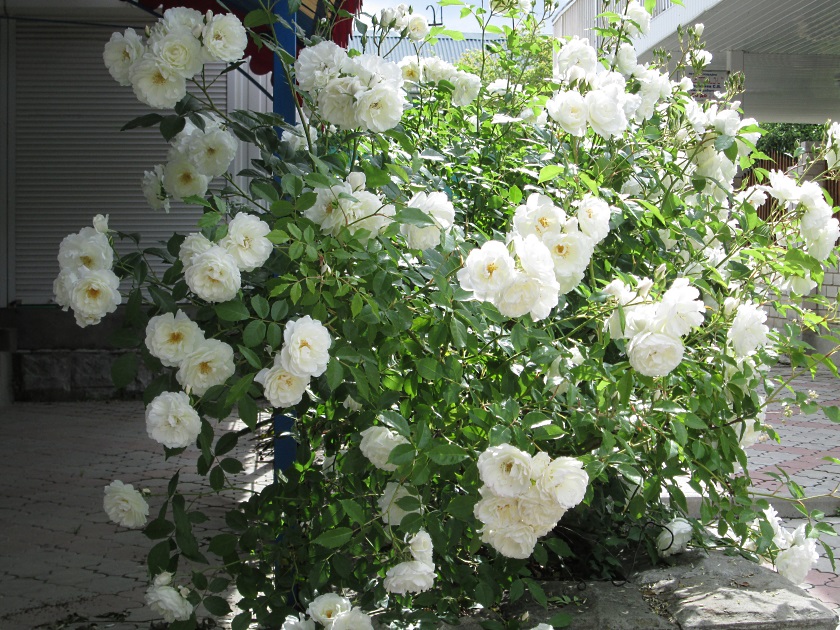 В Крыму цветут розы - фото 14