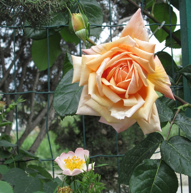 В Крыму цветут розы - фото 18