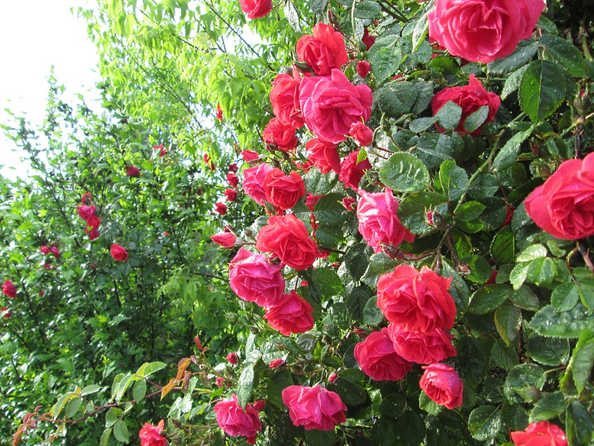 В Крыму цветут розы - фото 21