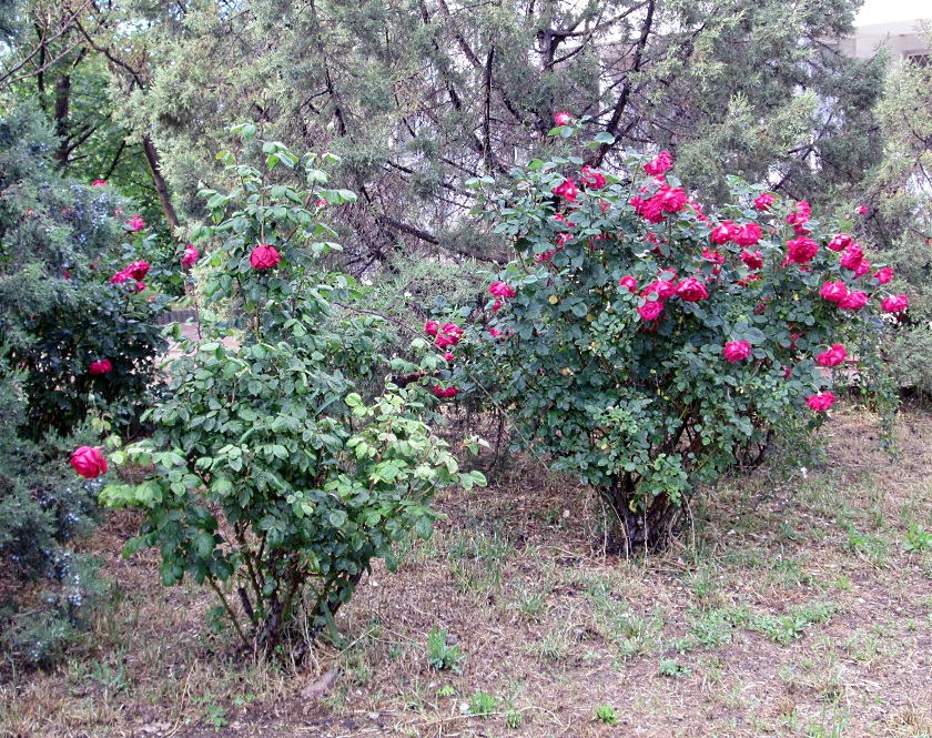 В Крыму цветут розы - фото 23
