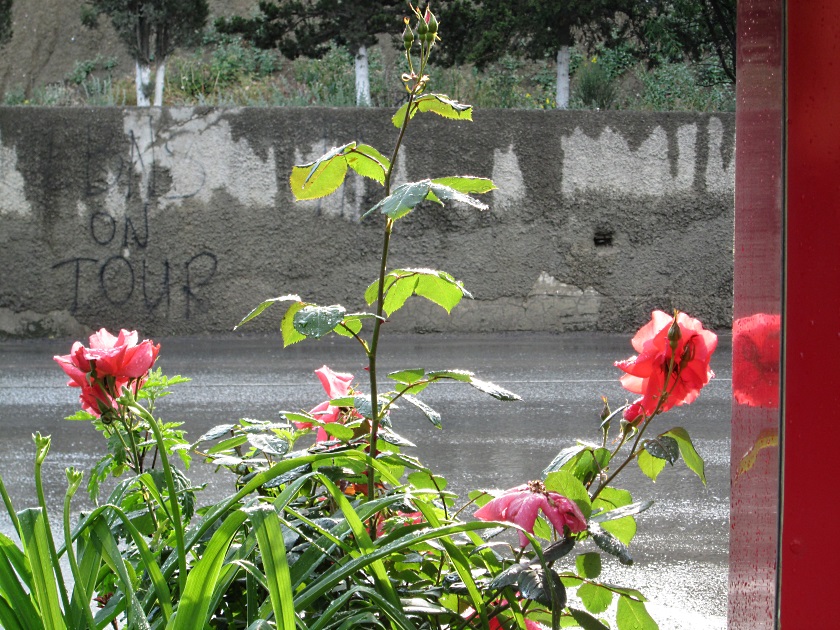 В Крыму цветут розы - фото 24
