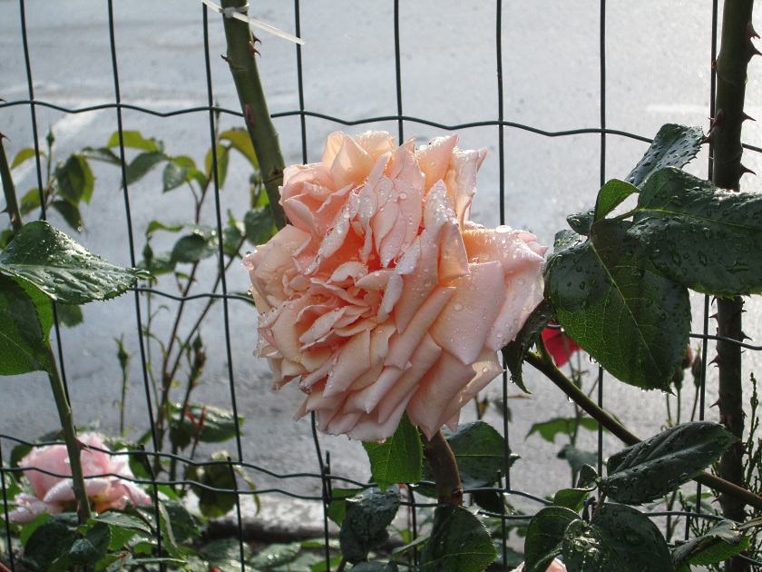 В Крыму цветут розы - фото 25