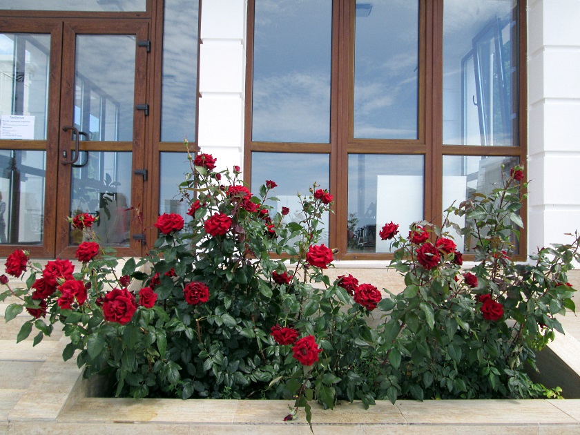 В Крыму цветут розы - фото 27