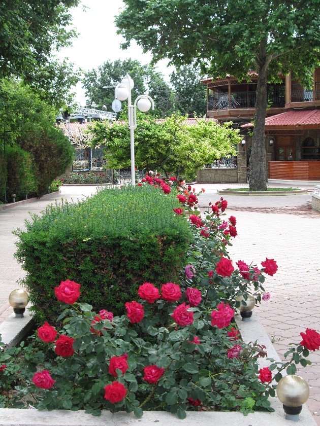 В Крыму цветут розы - фото 28