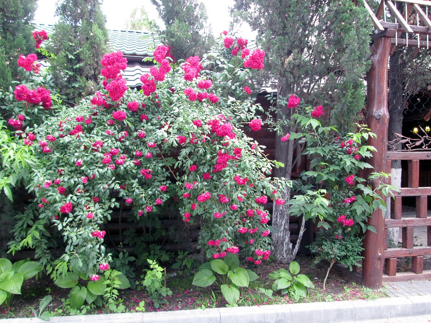 В Крыму цветут розы - фото 30