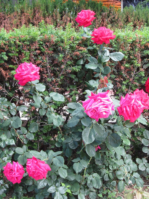 В Крыму цветут розы - фото 31