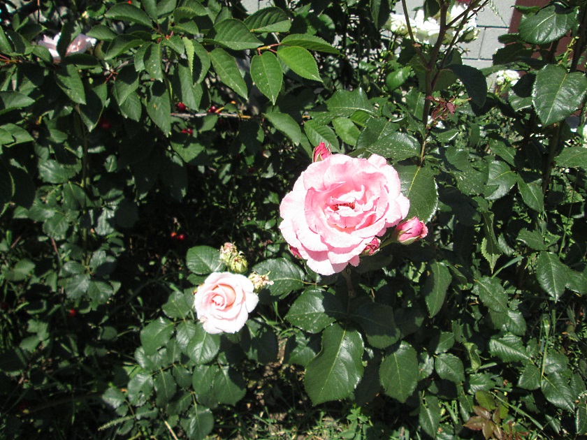 В Крыму цветут розы - фото 33