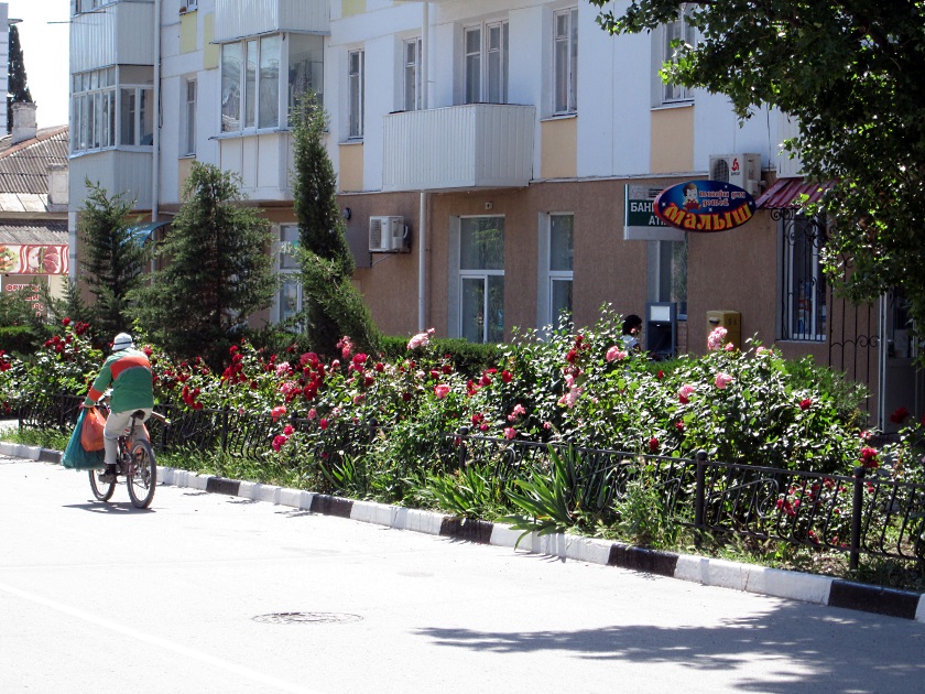 В Крыму цветут розы - фото 39