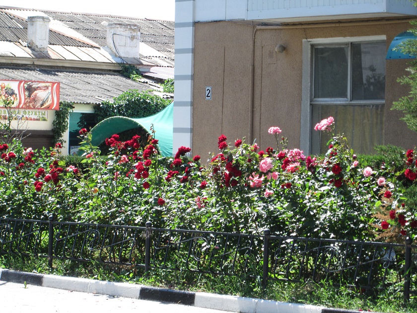 В Крыму цветут розы - фото 42