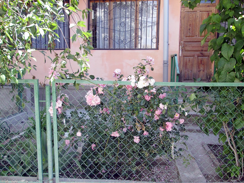 В Крыму цветут розы - фото 45