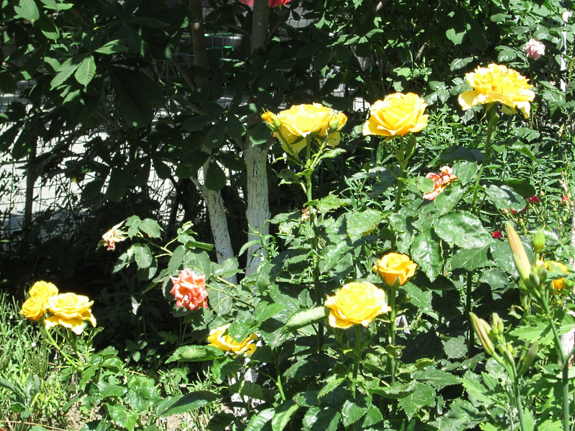В Крыму цветут розы - фото 48
