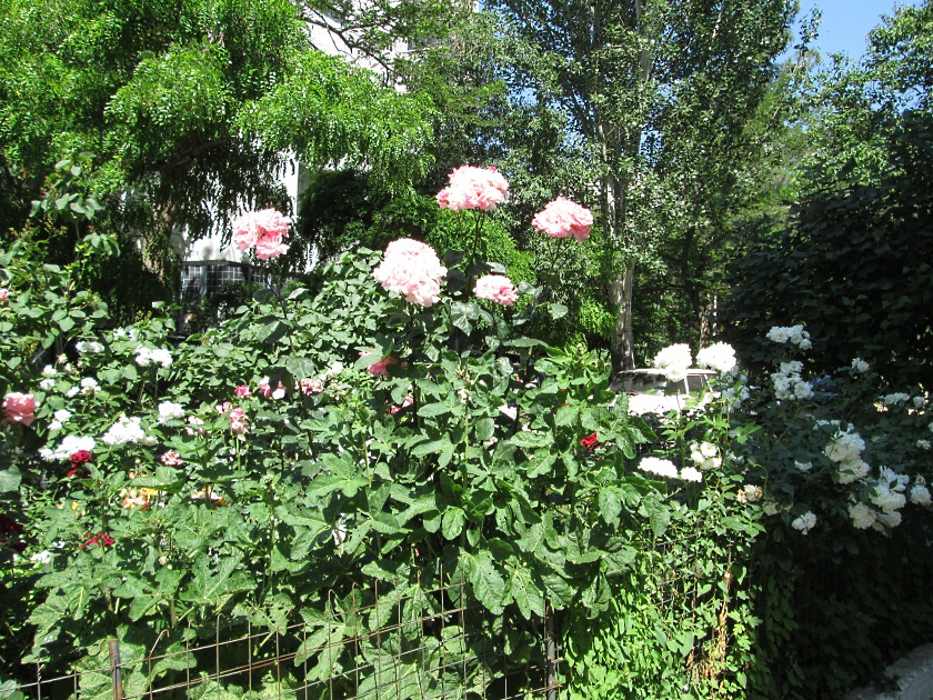 В Крыму цветут розы - фото 49
