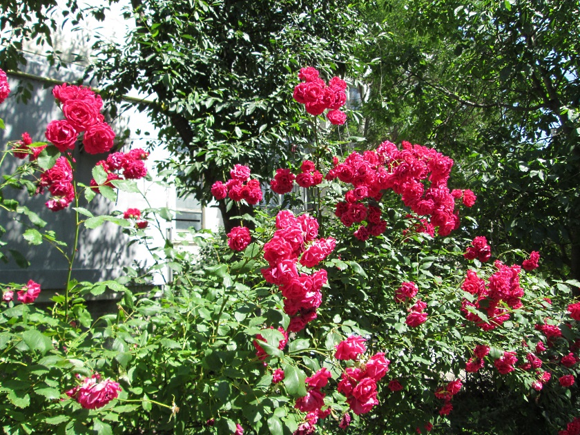 В Крыму цветут розы - фото 52
