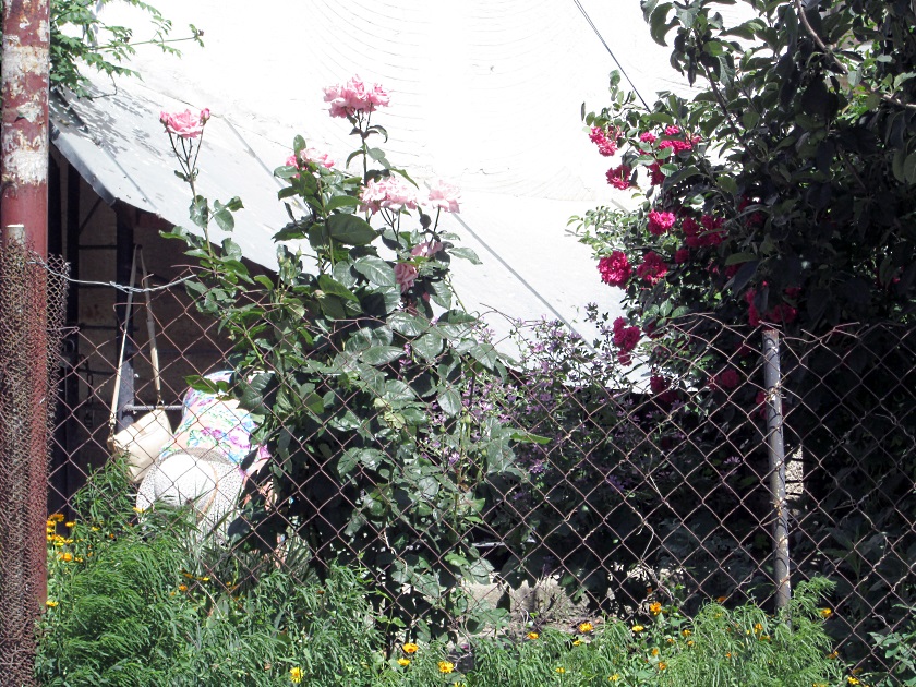 В Крыму цветут розы - фото 55
