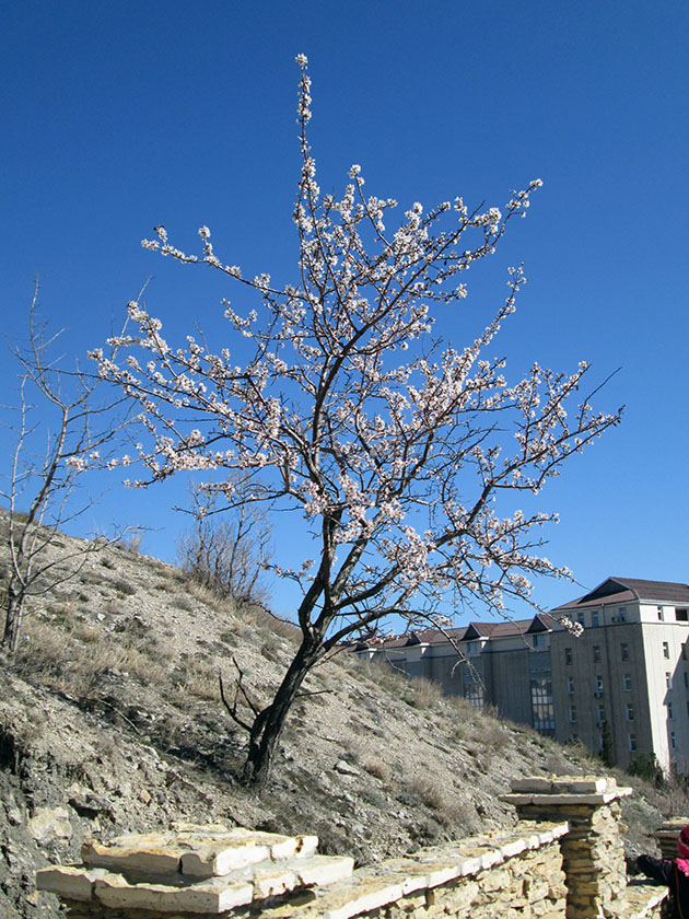 Весна в Крыму. - фото 4