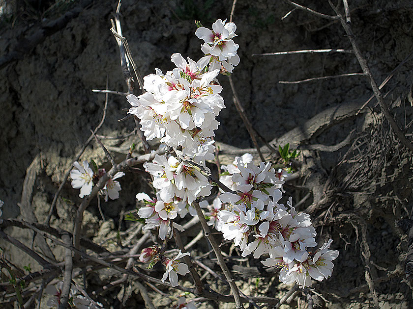 Весна в Крыму. - фото 6