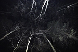 Звуки ночного леса - фото 1