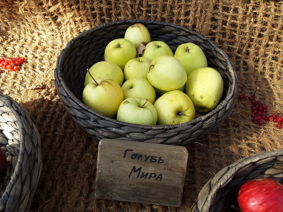  Более 150 кг яблок для дегустации привезли в "Аптекарский огород" - фото 2