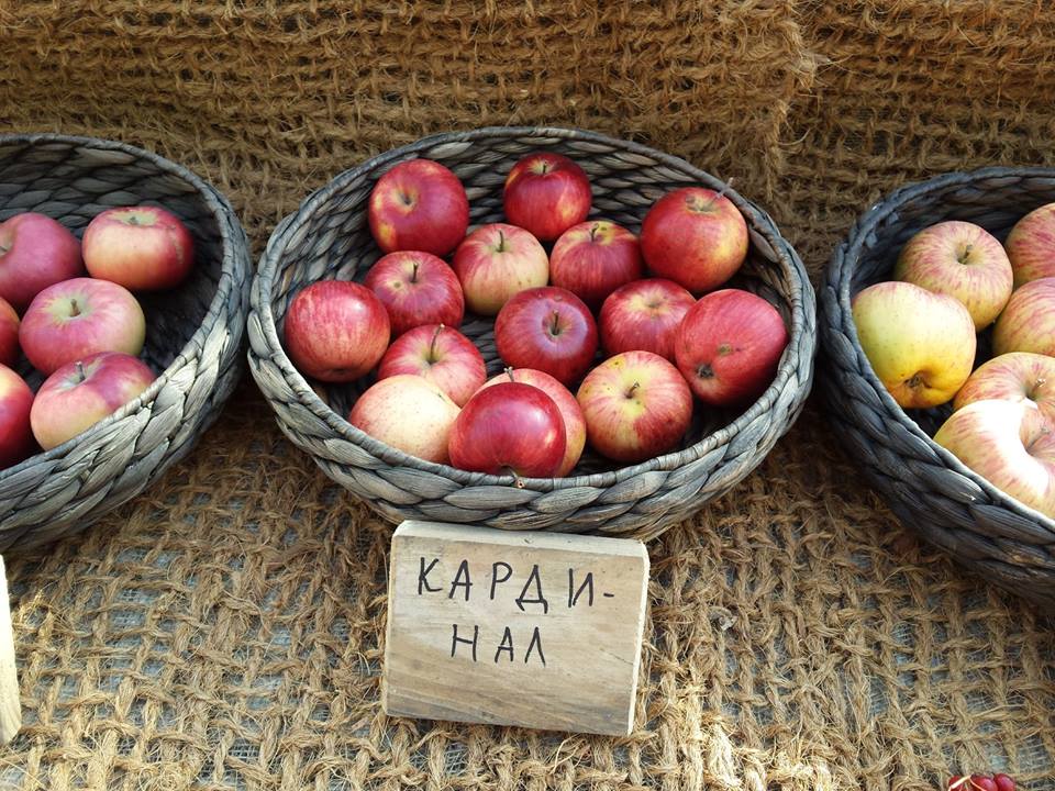  Более 150 кг яблок для дегустации привезли в "Аптекарский огород" - фото 4
