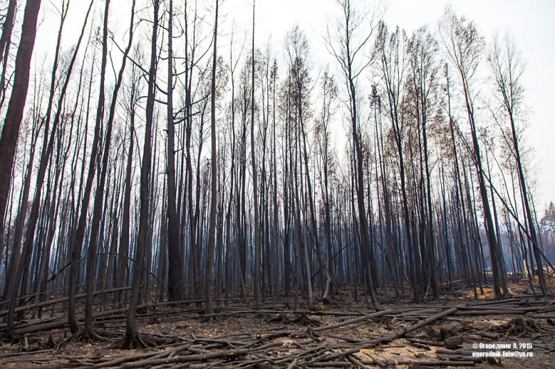  Лесник: Сгоревший лес в Бурятии разворуют. Откровенное интервью лесника на условиях анонимности - фото 1