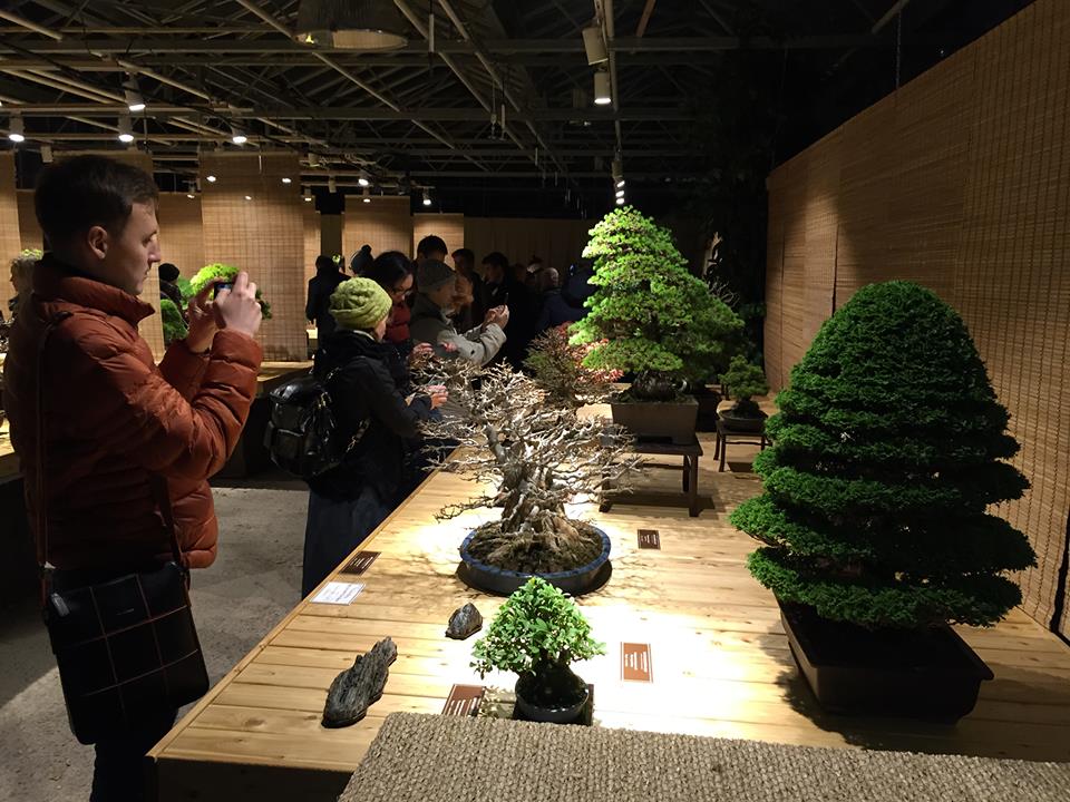  Выставка бонсай "Мир в глиняной плошке" открылась с аншлагом в "Аптекарском огороде" - фото 3