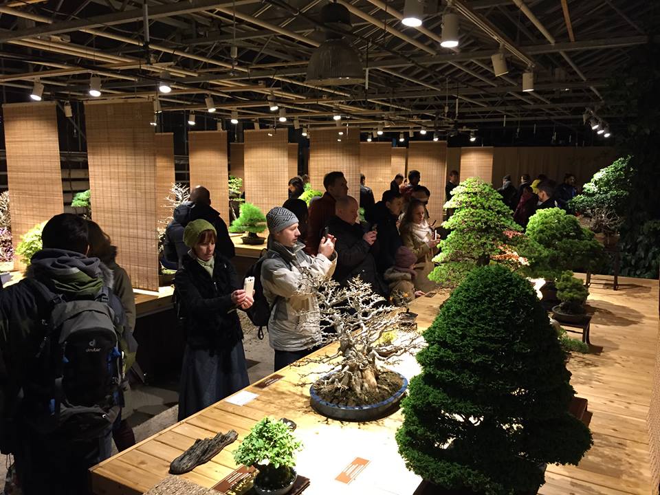  Выставка бонсай "Мир в глиняной плошке" открылась с аншлагом в "Аптекарском огороде" - фото 10
