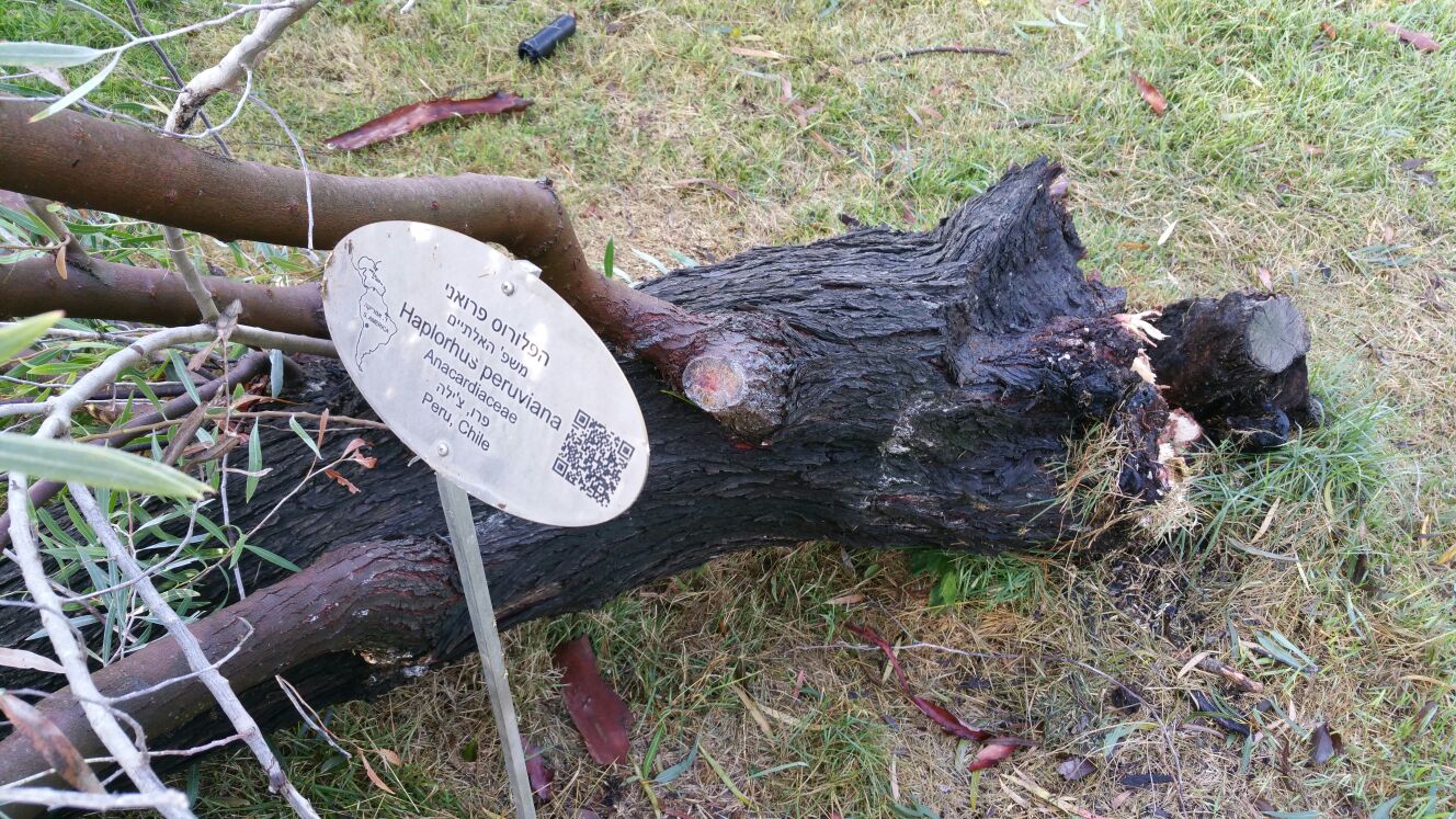  Бурей повалило уникальное реликтовое дерево - фото 2