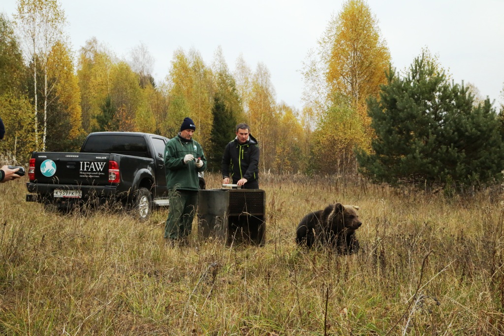   Медведицу, найденную на территории «новой» Москвы,  реабилитировали и выпустили в живую природу - фото 3