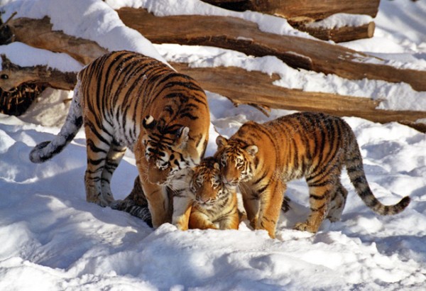  Амурские тигры начали осваивать север  - фото 1