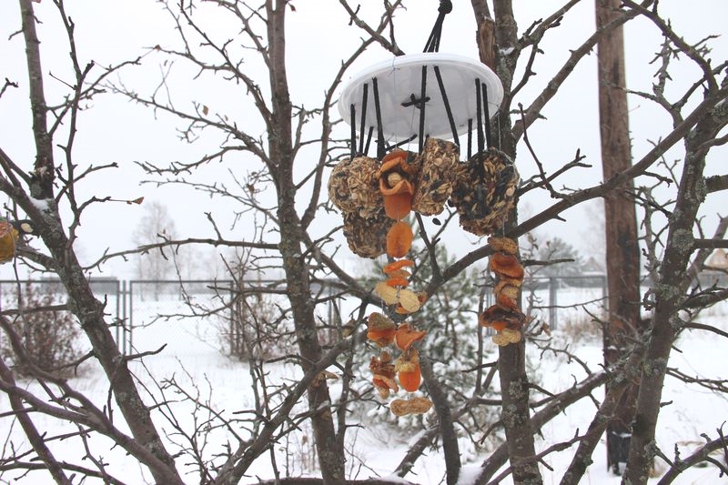  Покормите птиц! Природоохранная акция Керженского заповедника - фото 8