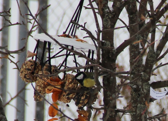  Покормите птиц! Природоохранная акция Керженского заповедника - фото 19