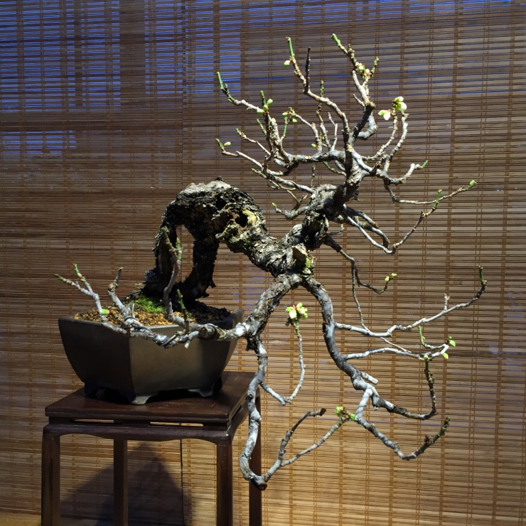  Редчайшая 100-летняя японская слива зацвела на выставке бонсай в "Аптекарском огороде" - фото 2