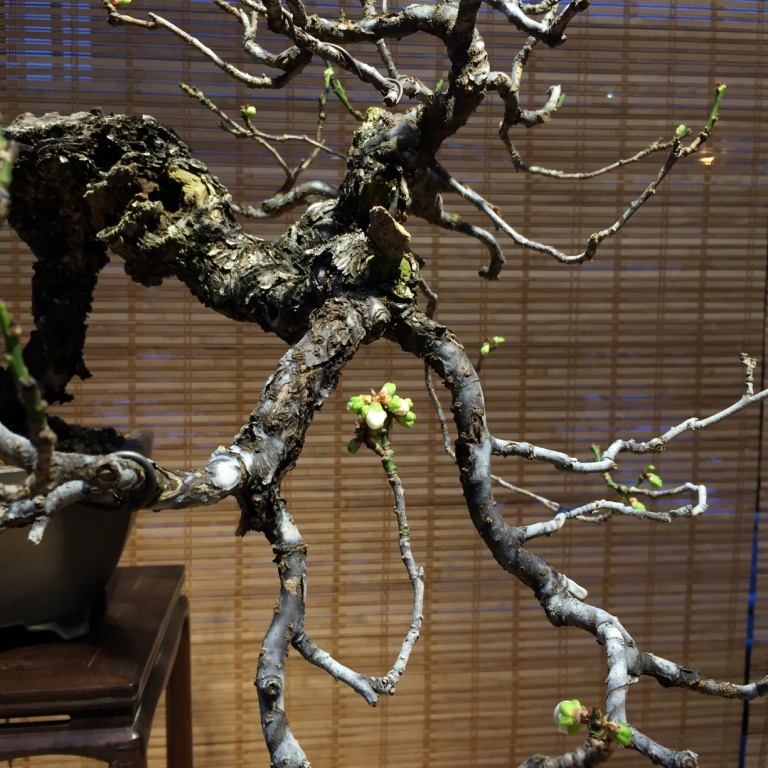  Редчайшая 100-летняя японская слива зацвела на выставке бонсай в "Аптекарском огороде" - фото 1