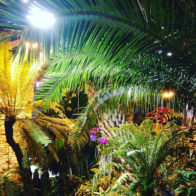  С 21 до 25 декабря Пальмовая оранжерея "Аптекарского огорода" будет закрыта для посещения - фото 1