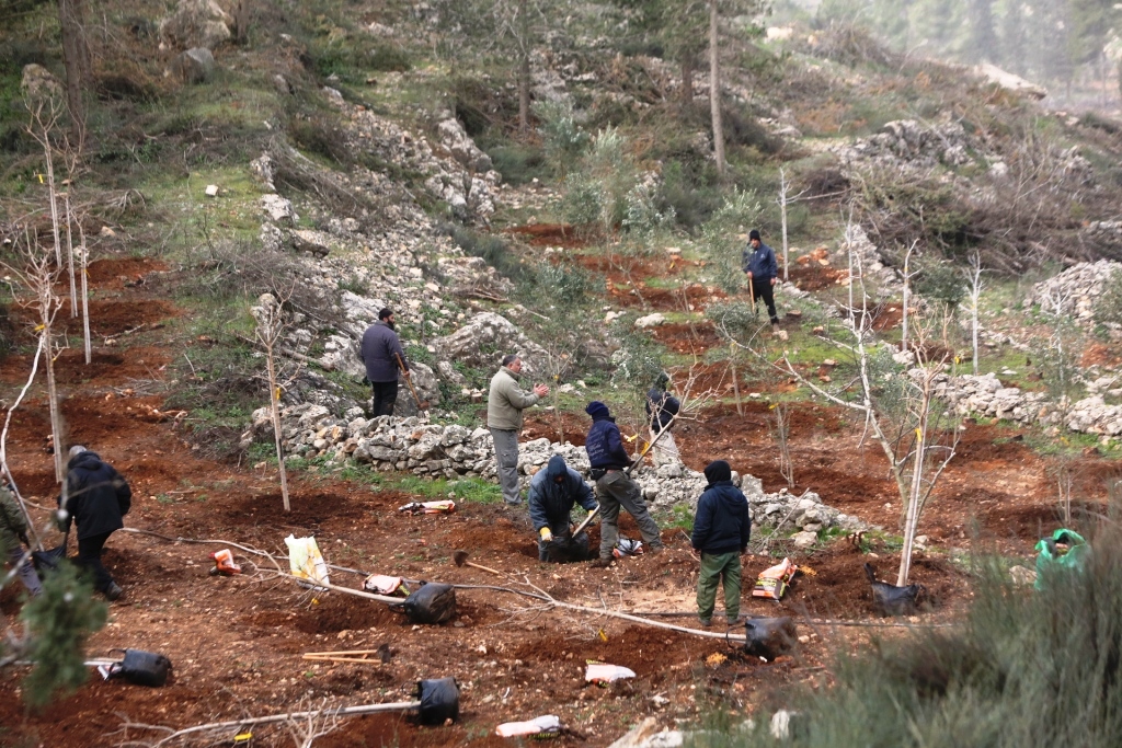  Иерусалимцы вместе с ККЛ сажали деревья на месте губительного пожара - фото 1