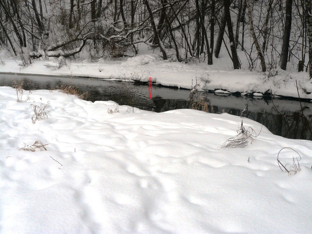  17 января в Москве состоялся 32-й зимний учет водоплавающих птиц - фото 2
