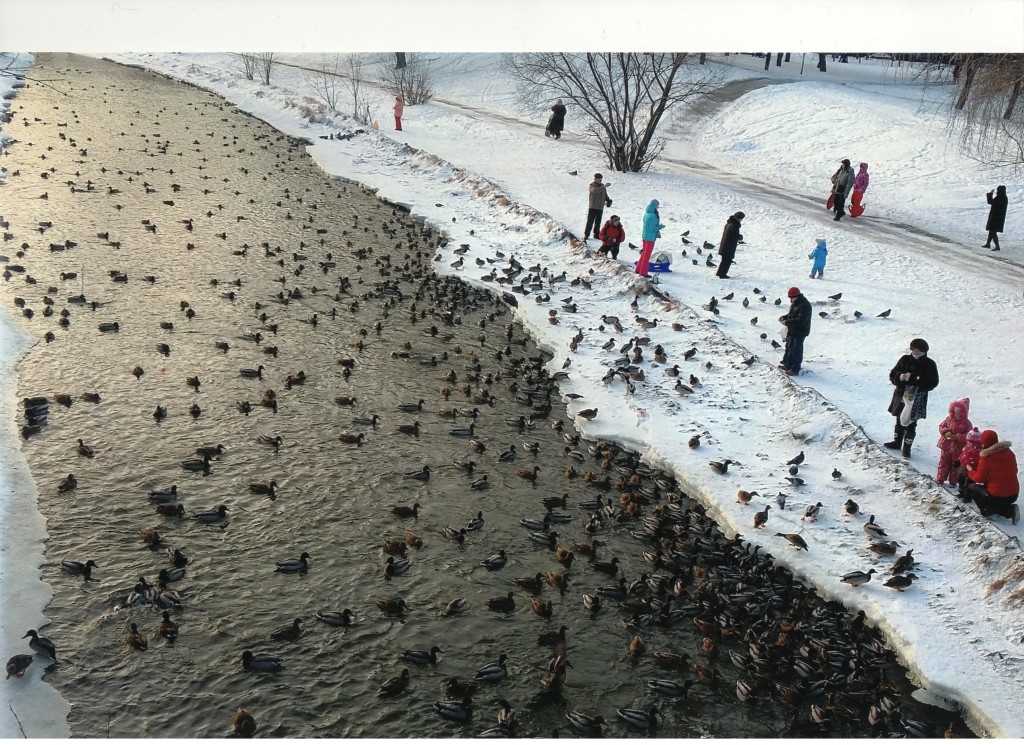  17 января в Москве состоялся 32-й зимний учет водоплавающих птиц - фото 4