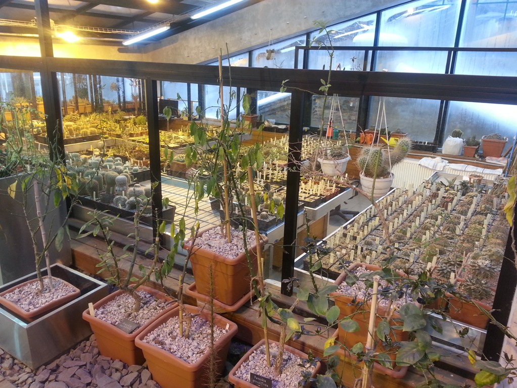 23 и 26 января — экскурсии по коллекции растений пустынь "Аптекарского огорода" - фото 8