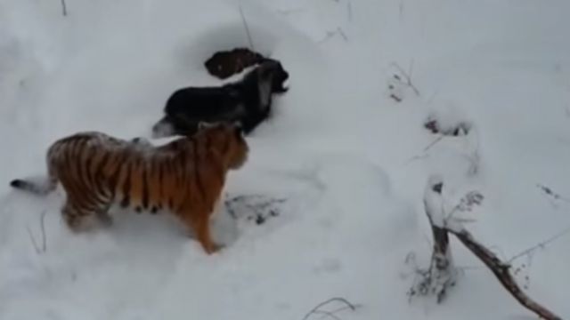  Тигр Амур обогрел козла Тимура во время мощного снегопада (видео)  - фото 1