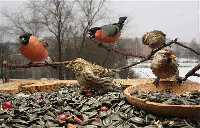  В российских лесах стало меньше зимующих птиц - фото 1