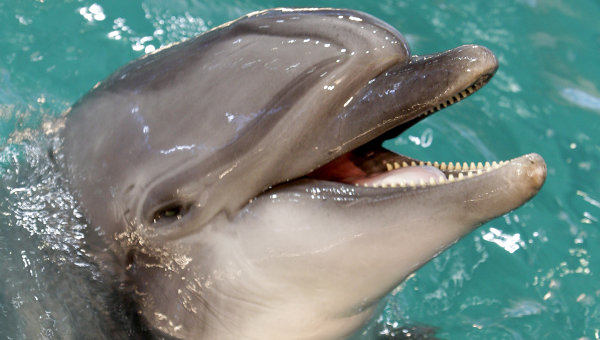  К спасённому из силосной ямы дельфину подселили друзей - фото 1