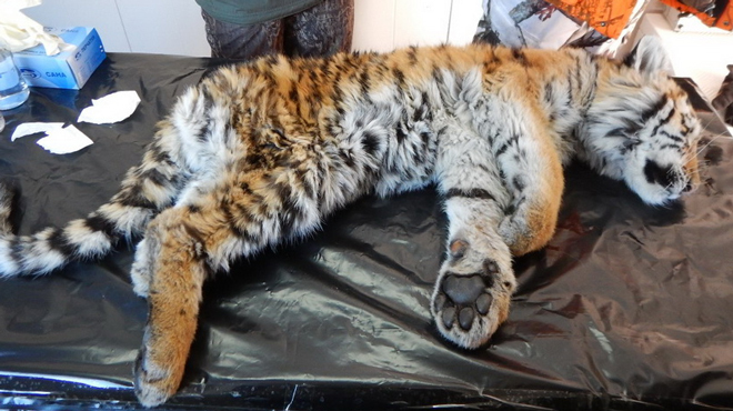  Второй умирающий тигрёнок найден в одном из сёл Приморья - фото 1