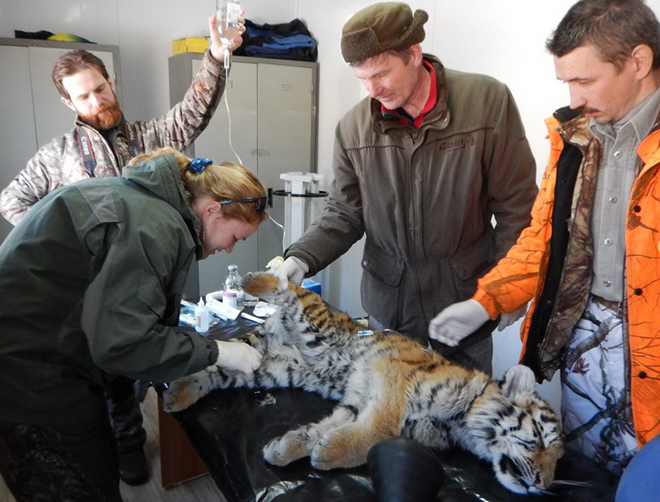  Второй умирающий тигрёнок найден в одном из сёл Приморья - фото 2