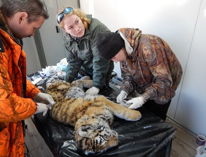  Второй умирающий тигрёнок найден в одном из сёл Приморья - фото 3