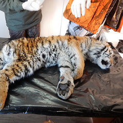  Третий истощенный тигренок-сирота найден в нацпарке в Приморье - фото 1