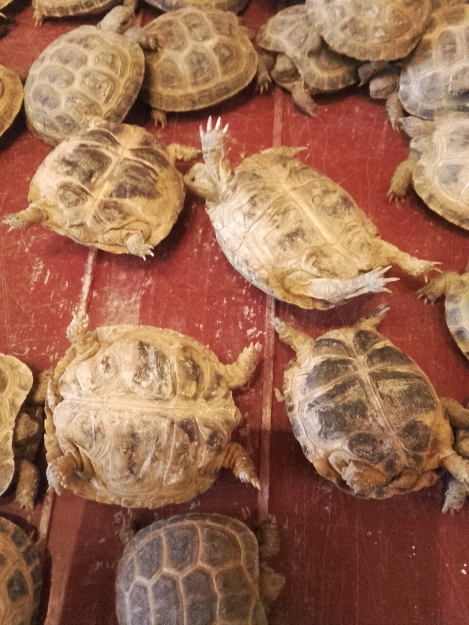 В Центр передержки диких животных Департамента природопользования поступили ящерицы и черепахи, изъятые накануне сотрудниками таможни в аэропорту Домодедово - фото 1