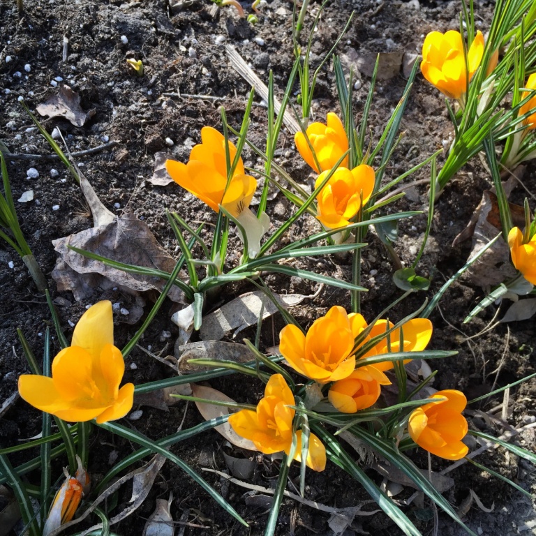  9 и 10 апреля — Жаркий Уикенд Первоцветов в "Аптекарском огороде" - фото 1