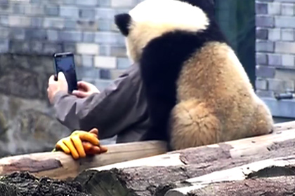  Соцсети умилила делающая селфи панда - фото 1