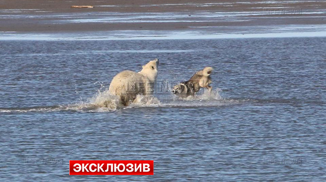  В Арктике пёс подружился с медведями - фото 1